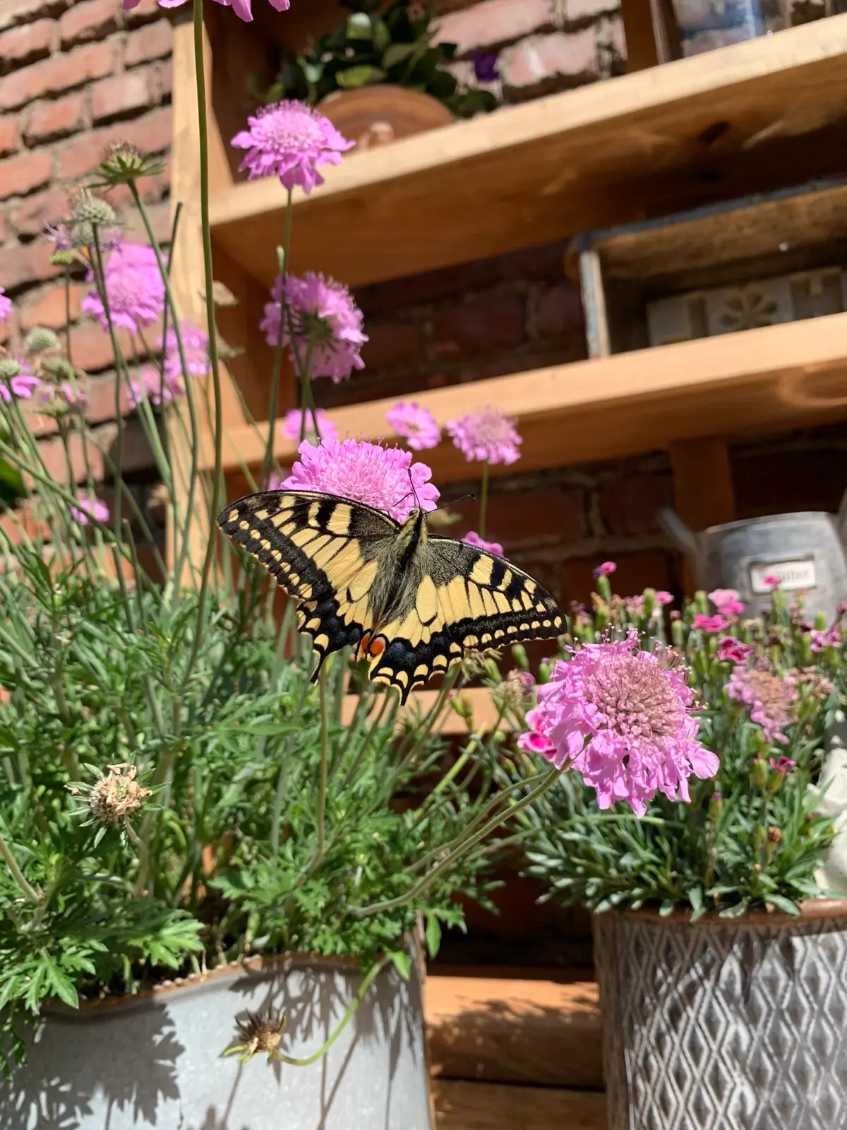 Schwalbenschwanz-Schmetterling auf Sommerblüten im Garten des Rosehill Cottage 1699