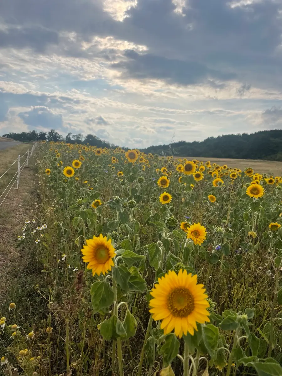 Sonnenblumenfeld am Wegesrand – Spaziergänge mit Hund im Lahn-Dill-Bergland
